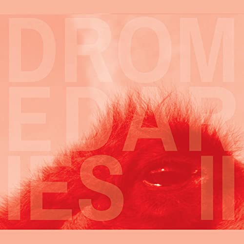 Dromedaries Ii