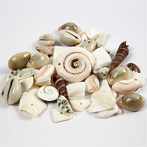 Spiaggia Conchiglie, Dimensioni 9-40 Mm, 120G