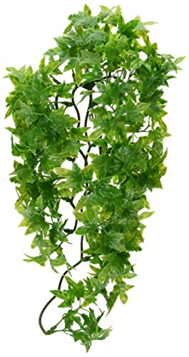 Zoomed 40006242 Natural Bush Piantine