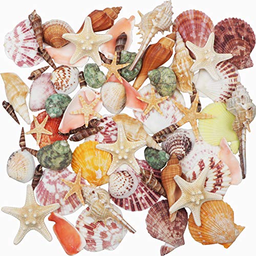 Conchiglie Di Mare Miste 9 Tipi 3-9 Cm Naturali E 2 Tipi Di Stelle Marine Per La Spiaggia A Tema Festa Decorazioni Di Nozze Artigianato Fai Da Te Per