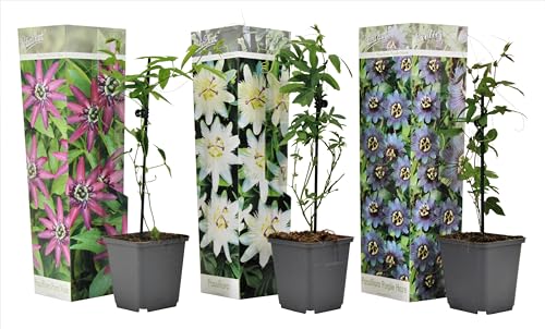 Plant In A Box - Pianta Da Giardino - Resistente - Set Di 3 Passiflora Rampicanti - Vaso 9Cm - Altezza 25-40Cm