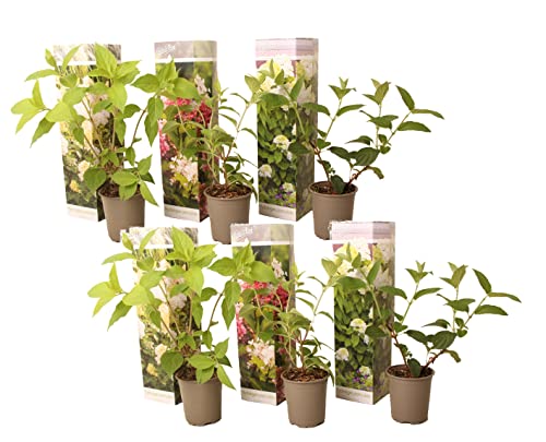 Plant In A Box - Ortensia Hydrangea Paniculata Mix X6 - Ortensia Hydrangea Paniculata 'Pink Lady', Phantom', Silver Dollar' - Perfetta Per Il Giardino