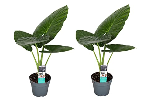 Plant In A Box - Alocasia Odora - Set Di 2 - Bellissima Pianta Verde Da Appartamento - Vaso 17Cm - Altezza 55-75Cm