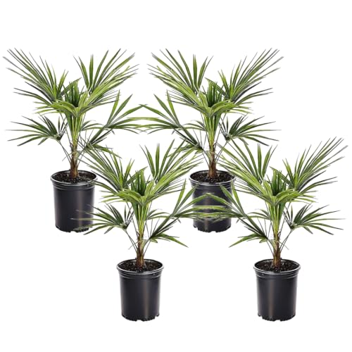 Plant In A Box - Trachycarpus Fortunei - Set Di 4 - Palma Asiatica - Palma Resistente - Palma A Ventaglio - Vaso 21Cm - Altezza 35-45Cm