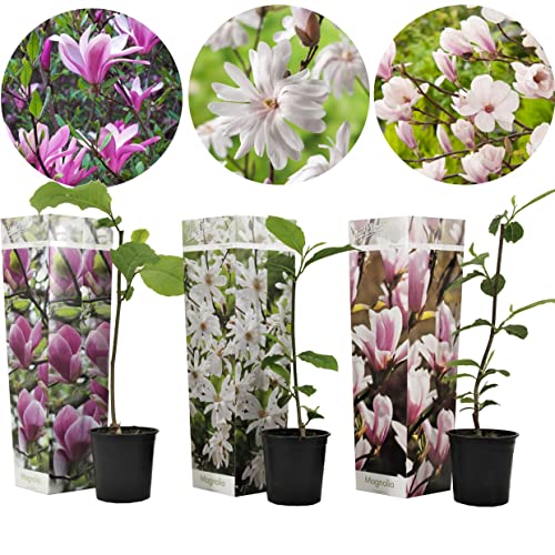 Plant In A Box - Magnolia - Mix Di 3 - Magnolia Susan, Soulangeana, Stellata - Vaso 9Cm - Altezza 25-40Cm