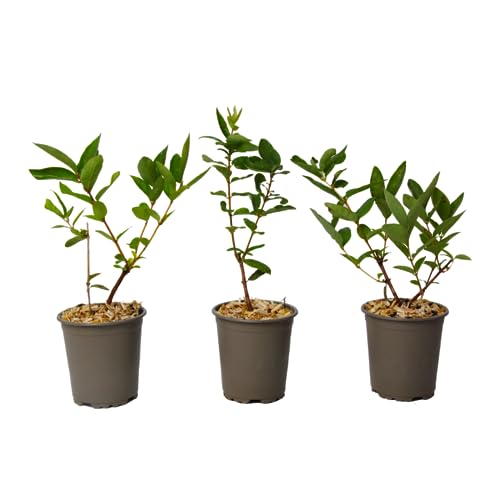 Plant In A Box - Lonicera Kamtchatica - Set Di 3 - Caprifoglio - Piante Di Mirtillo Resistenti - Vaso 9Cm - Altezza 25-40Cm