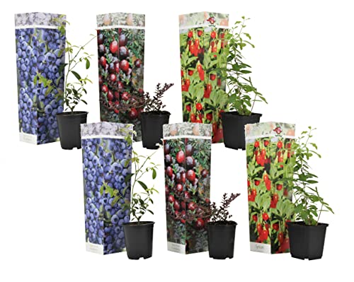 Plant In A Box - Superfrutti - Mix Di 6 - Alberi Da Frutto - Mirtillo - Mirtillo Rosso - Goji - Vaso 9Cm - Altezza 25-40Cm
