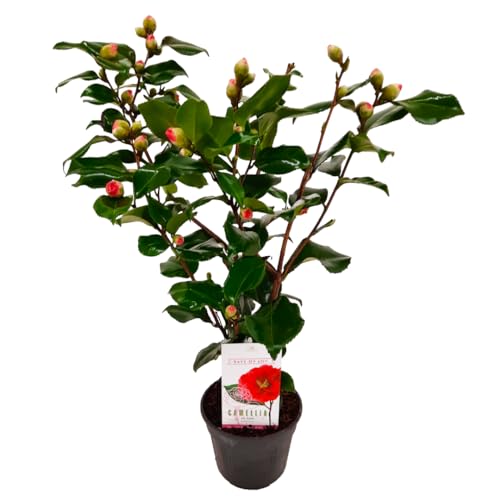 Plant In A Box - Camellia Japonica 'Dr. King' - Rosa Giapponese - Pianta Di Camelia Rustica - Vaso 15Cm - Altezza 50-60Cm