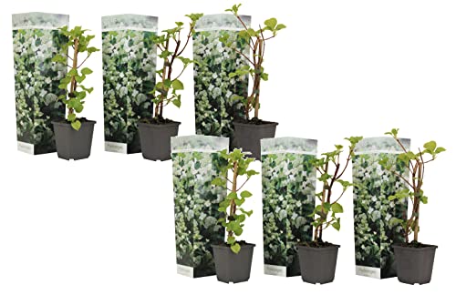 Plant In A Box - Ortensia Hydrangea 'Petiolaris' - Set Di 6 - Ortensia Rampicante - Vaso 9Cm - Altezza 25-40Cm
