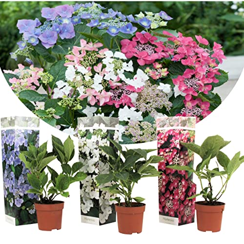 Plant In A Box - Ortensia Hydrangea Macrophylla 'Teller' - Mix Di 3 - Vaso 9Cm - Altezza 25-40Cm
