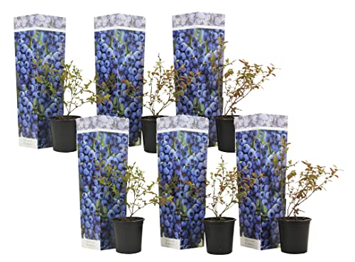 Plant In A Box - Mirtillo - Set Di 6 - Resistente Vaccinium Corymbosum - Vaso 9Cm - Altezza 25-40Cm