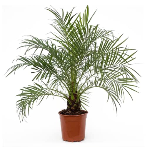 Plant In A Box - Phoenix Roebelenii - Palma Da Dattero Nana - Pianta D'Appartamento Che Purifica L'Aria - Vaso 21Cm - Altezza 80-90Cm