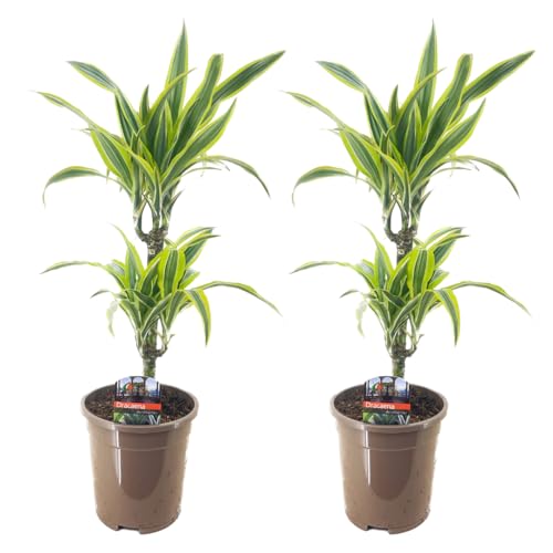 Plant In A Box - Dracaena Deremensis - Limone - Albero Dei Draghi - Set Di 2 - Vaso 17Cm - Altezza 60-70Cm