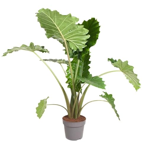 Plant In A Box - Alocasia 'Portodora' - Pianta D'Appartamento Xxl - Vaso 32Cm - Altezza 110-120Cm