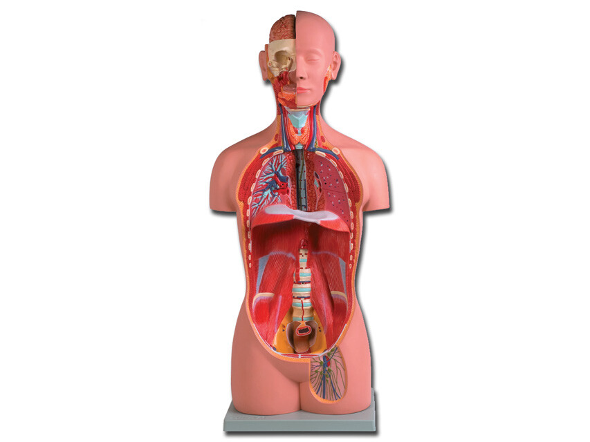 TORSO UNI-SEX - 16 parti