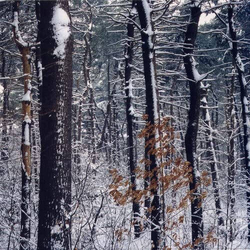 Chris Brokaw Forestry E.P. (Vinyl LP)