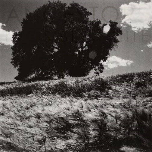 Ancestors Invisible White (Vinyl LP) 12" EP