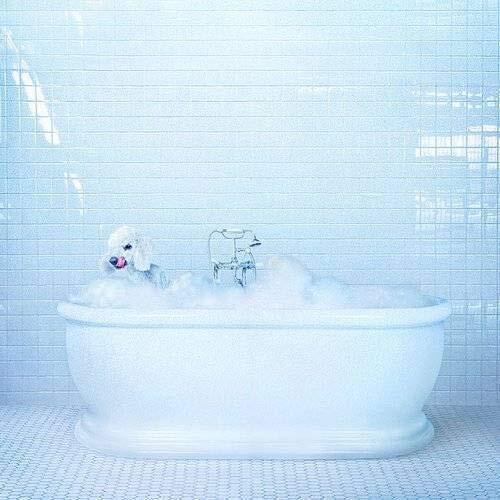 Frankie Cosmos Vessel Loser Edition (Vinyl LP)