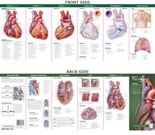 Anatomical Chart Company's Illustrated Pocket Anatomy: Anatomy of The Heart