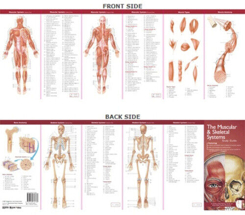 Anatomical Chart Company's Illustrated Pocket Anatomy: The Muscular & Skeletal