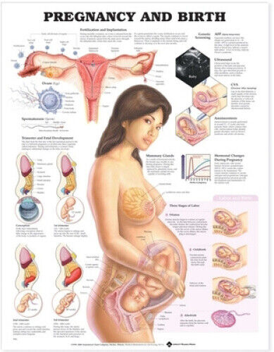 Poster-Pregnancy & Birth by Anatomical Chart Company