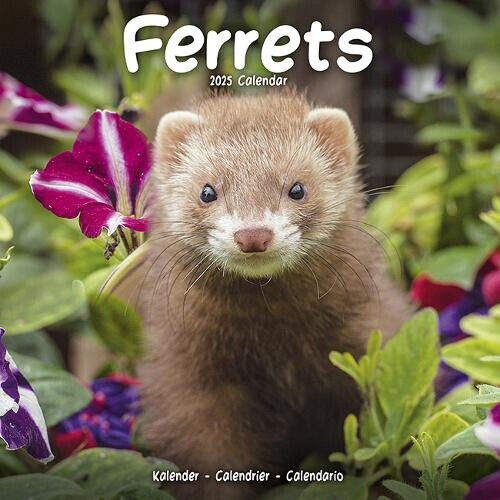 Ferrets Calendar 2025 Square Animal Wall Calendar - 16 Month