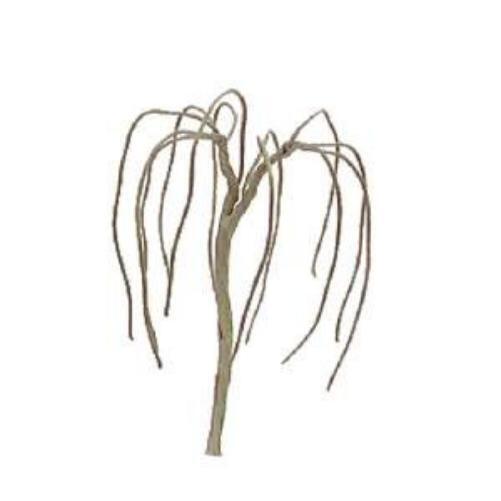 Weeping Willow 1.5` Pro 6Pk ACC NUOVO