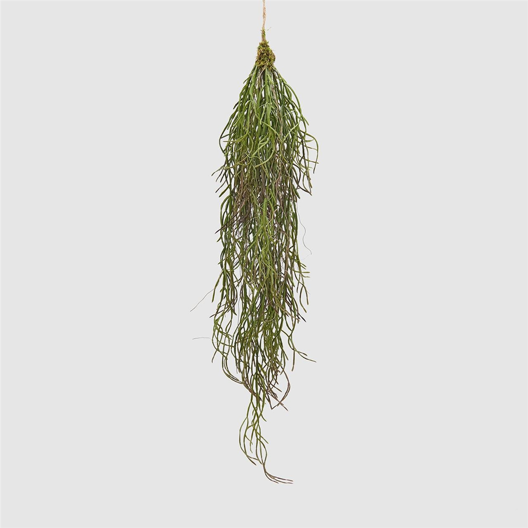 Rhipsalis Sulcata West Cadente H84cm  | Edg - Enzo De Gasperi