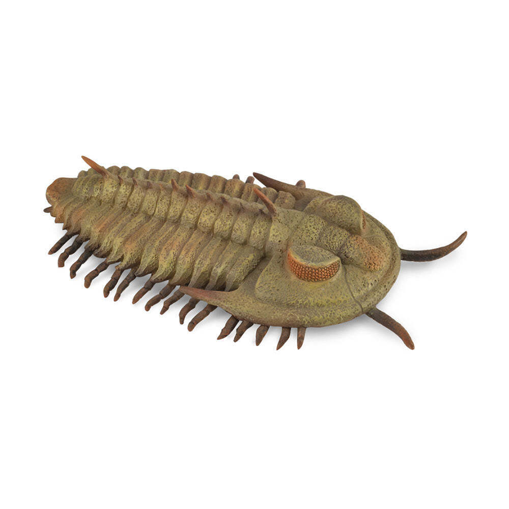 CollezionaUna replica animale realistica Redlichia Rex Trilobite Figure Large Et