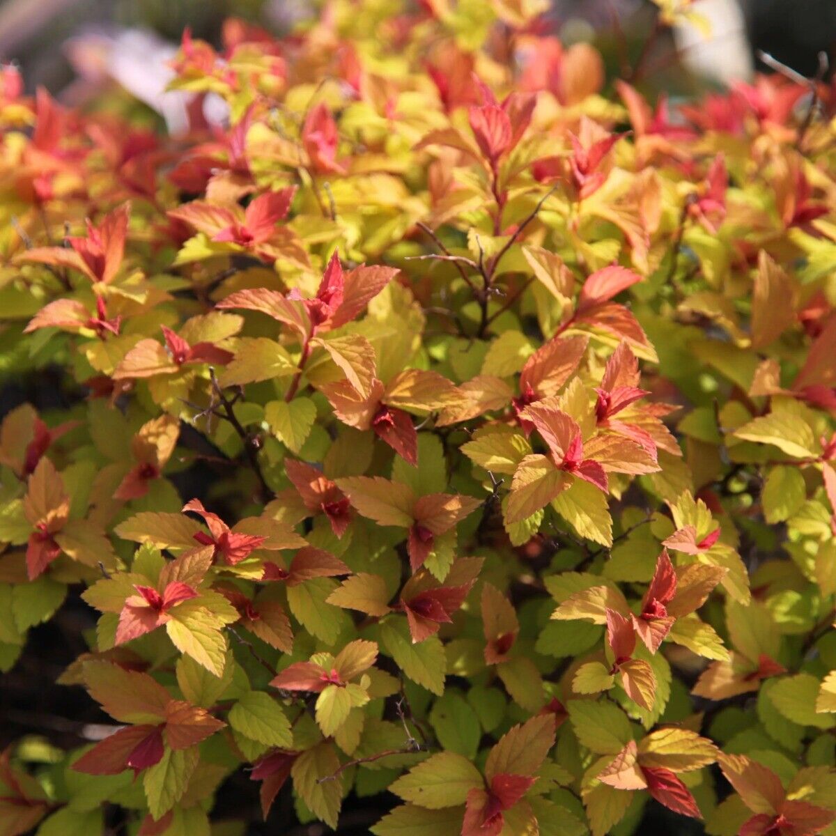 1 PIANTA SPIRAEA JAPONICA LITTLE FLAME VASO 18CM