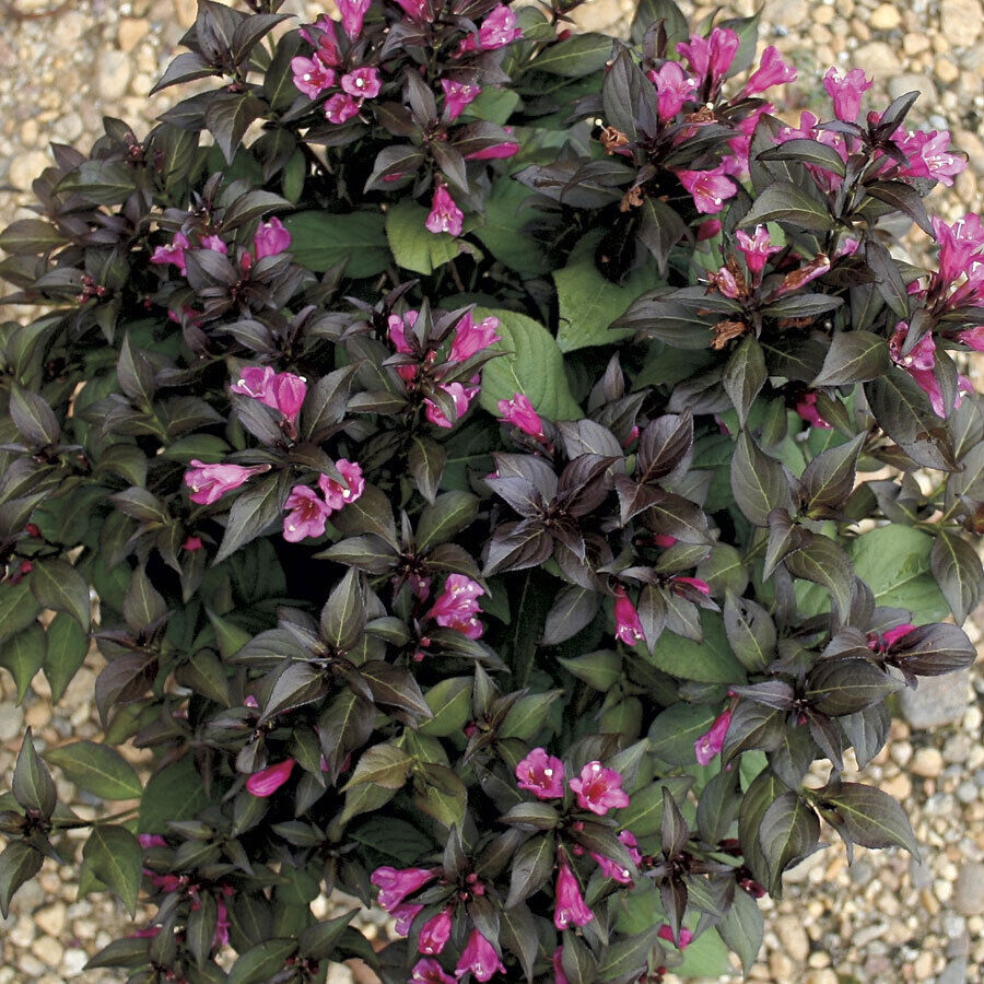 1 PIANTA DI WEIGELIA FLORIDA MINOR BLACK IN VASO 18CM