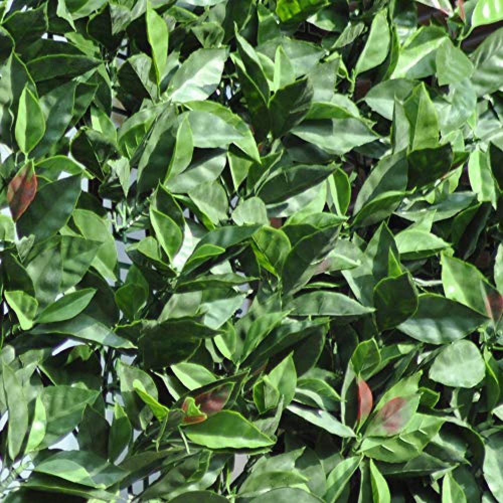 (TG. 1,00x3 m) tenax Divy 3D Plus Photinia, Siepe Sintetica 1,00x3m Foglie Tipo