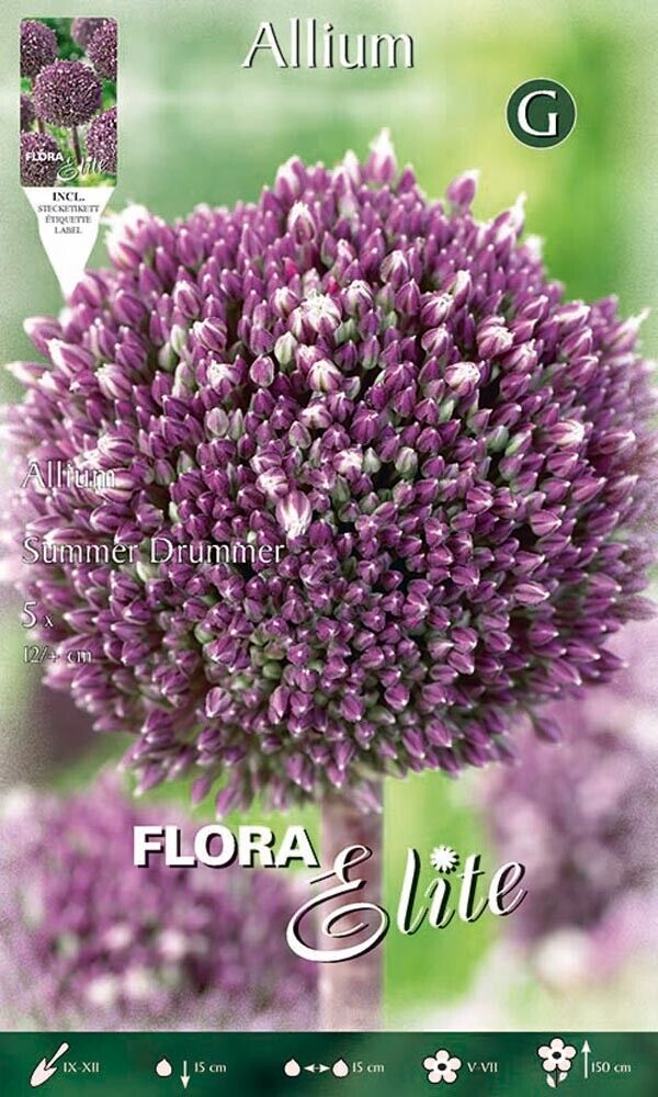 BULBI ALLIUM SUMMER DRUMMER CONFEZIONE DA 5 BULBI BULBS BULBES