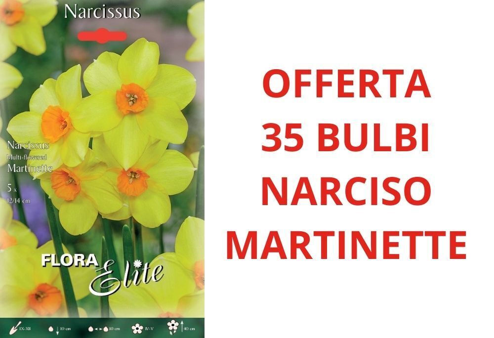 OFFERTA 35 BULBI DI NARCISO MULTI-FLOWERED MARTINETTE BULBS BULBES