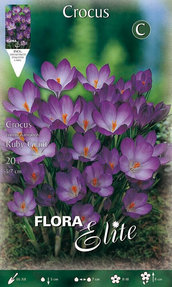 CROCUS TOMMASINIANUS RUBY GIANT CONFEZIONE 15 BULBI BULBS BULBES