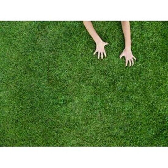 Seme prato rustico 5kg Poa pratense - loietto perenne e festuca rubra
