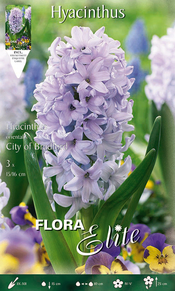 BULBI AUTUNNALI GIACINTO CITY OF BRADFORD CONFEZIONE 3 BULBI BULS BULBES profum
