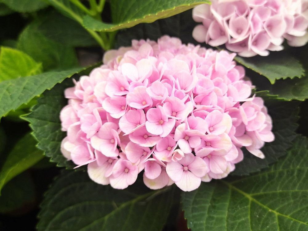 1 PIANTA DI ORTENSIA HYDRANGEA MAGICAL REVOLUTION ROSA VASO 14CM caducifoglia