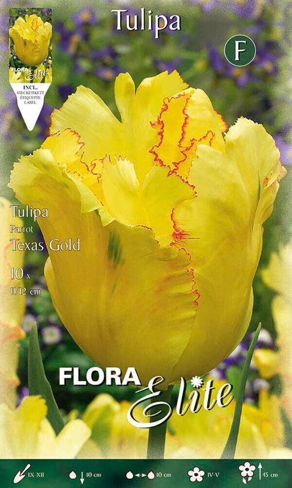 BULBI AUTUNNALI TULIPANO PARROT TEXAS GOLD CONFEZIONE DA 10 BULBI BULBS BULBES