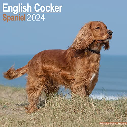 English Cocker Spaniel Calendar 2024 | Square Dog Breed Wall Calendar - 16 Month