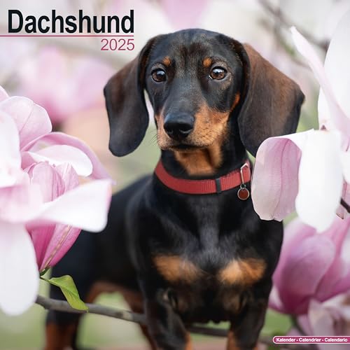 Dachshund 2025 Square Wall Calendar | Dog Breed Calendar: Original Avonside-Kalender [Mehrsprachig] [Kalender]