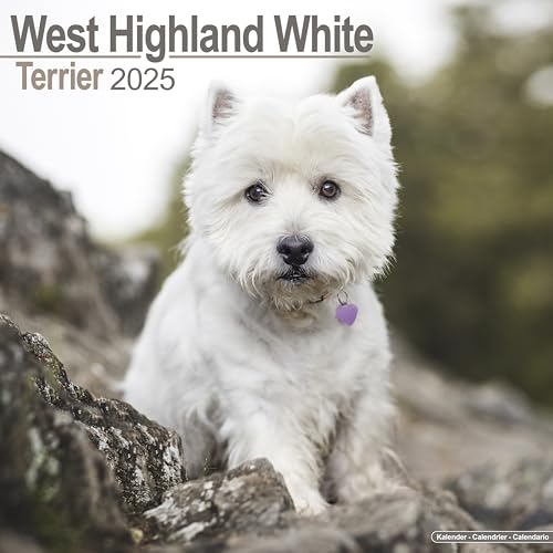 West Highland Terrier 2025 Square Wall Calendar | Dog Breed Calendar: Original Avonside-Kalender [Mehrsprachig] [Kalender]