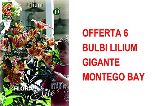 Bulbi Autunnali Offerta 6 Bulbi Lilium Gigante Montego Bay Bulbs Bulbes