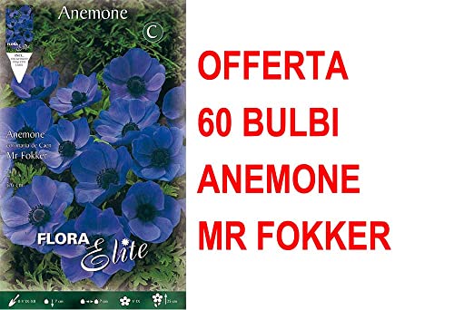 Offerta 60 Bulbi Anemone Coronaria Mr. Fokker Bulbs Bulbes
