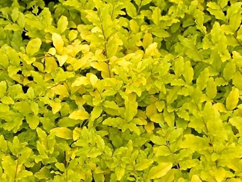 1 Pianta Di Ligustrum Lemon And Lime In Vaso 18Cm Ligustro