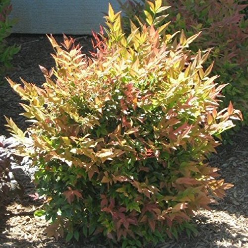 Nandina Gulf Stream Vaso 24Cm Rocciosi Aiuole Vasi