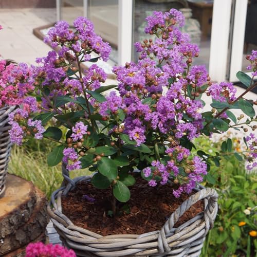 1 Pianta Di Lagerstroemia Indica With Love Eternal Vaso 19Cm