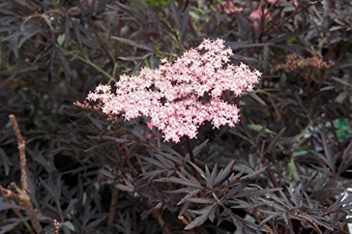 1 Pianta Sambucus Sambuco Nigra Black Lace In Vaso 18Cm Caducifoglia