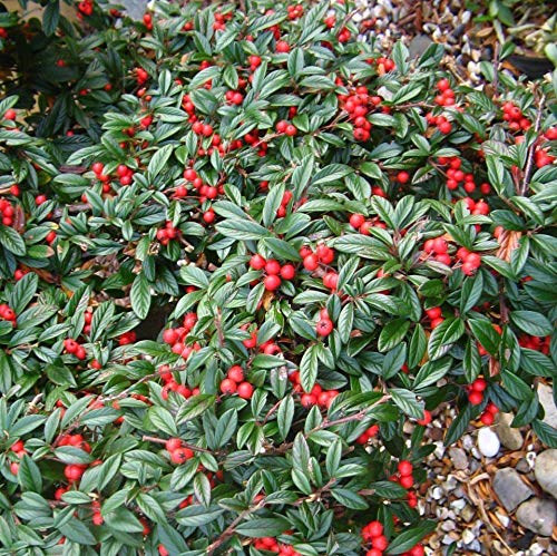 1 Pianta Di Cotoneaster Cotognastro Salicifolius Gnom Vaso 12Cm Sempreverdi