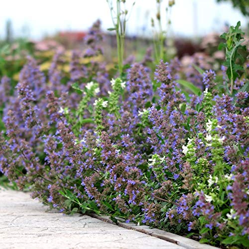 1 Pianta Di Nepeta Mussinii Erba Gatta In Vaso 12Cm